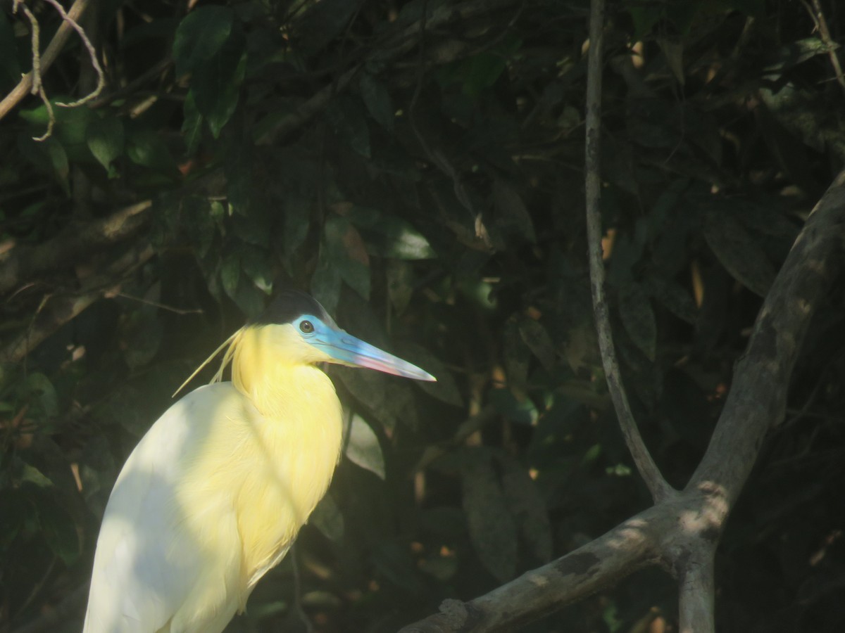 Capped Heron - Sally Hill