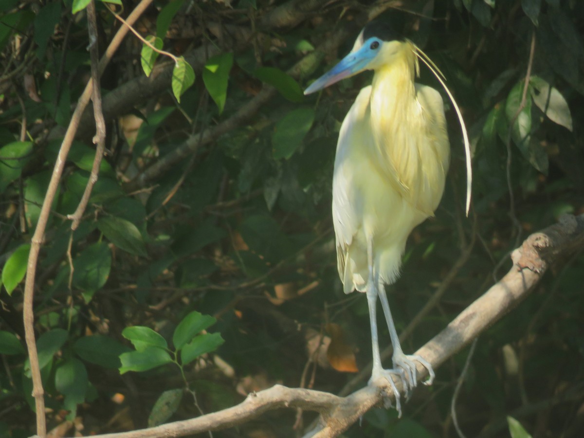 Capped Heron - Sally Hill