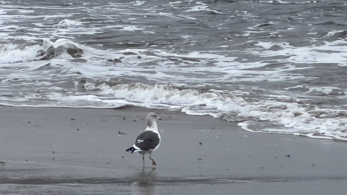 Lesser Black-backed Gull - ML612560672