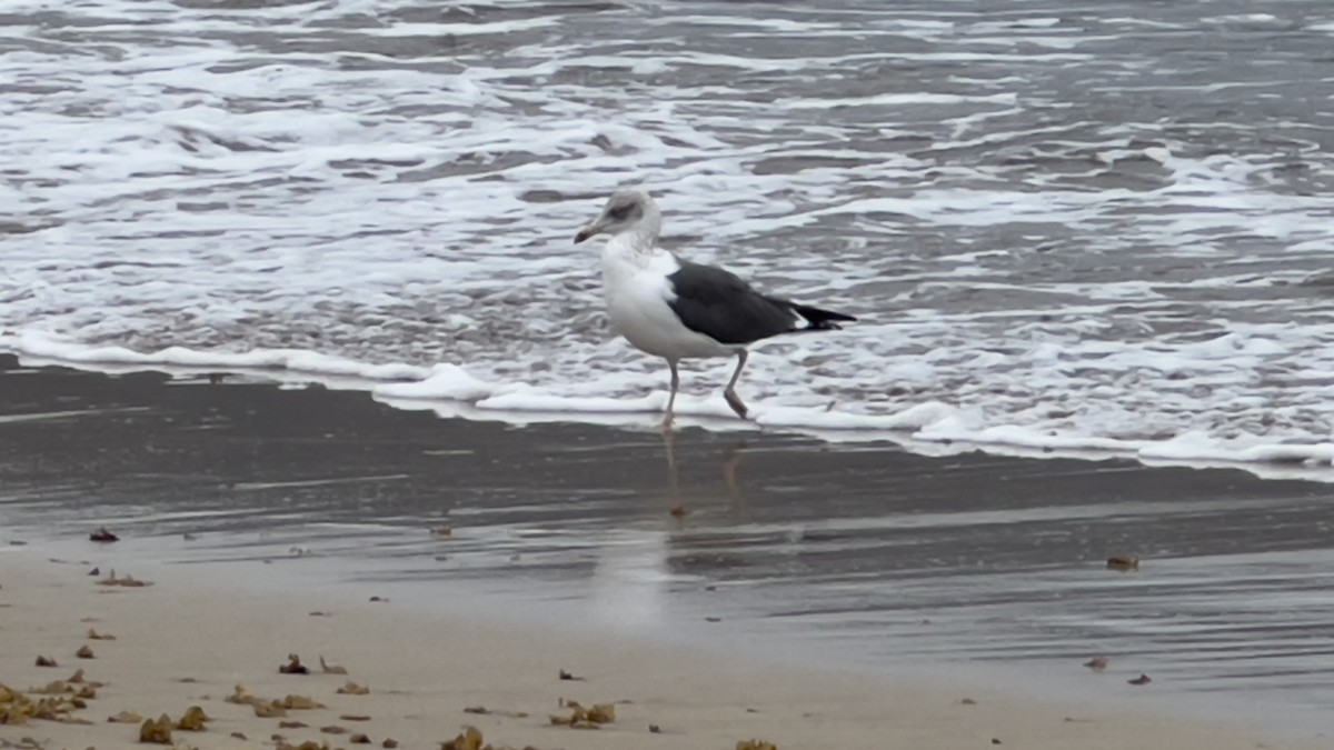 Lesser Black-backed Gull - ML612560673