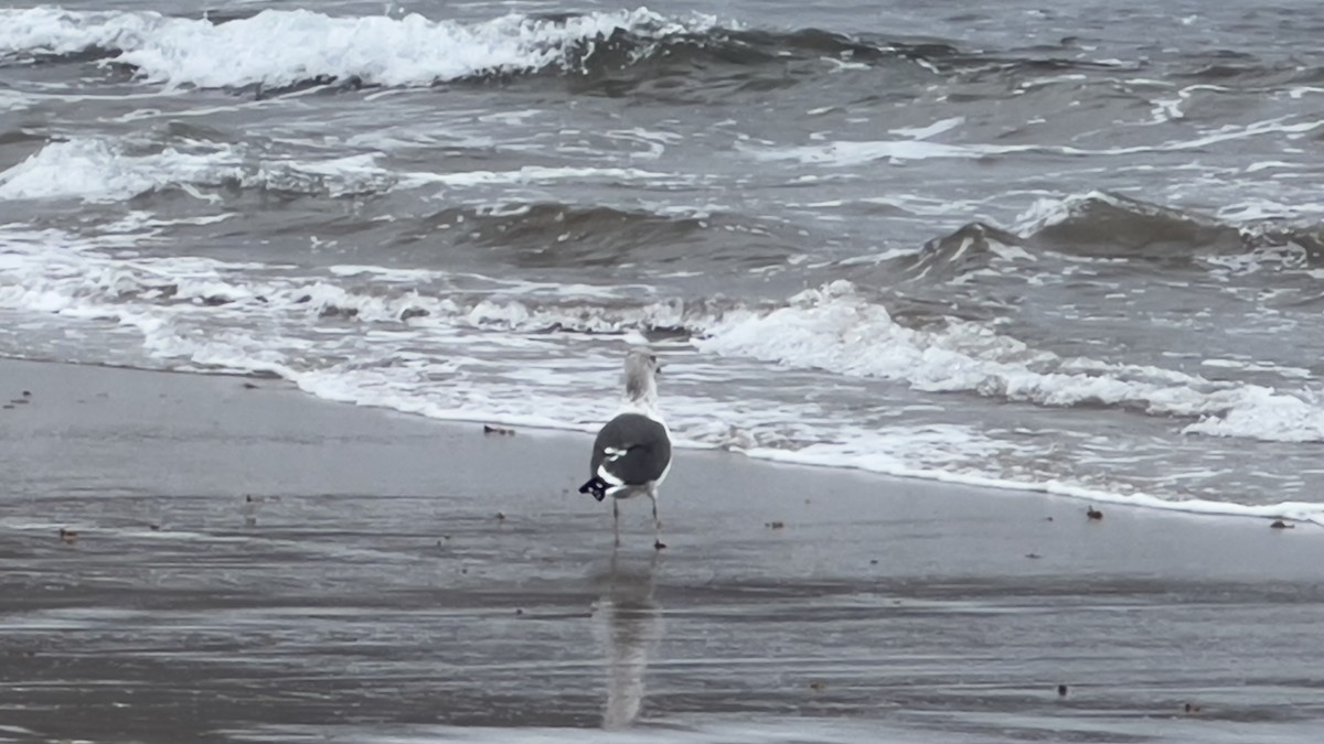 Lesser Black-backed Gull - ML612560674