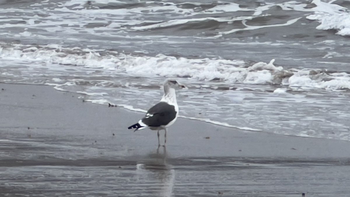 Lesser Black-backed Gull - ML612560675