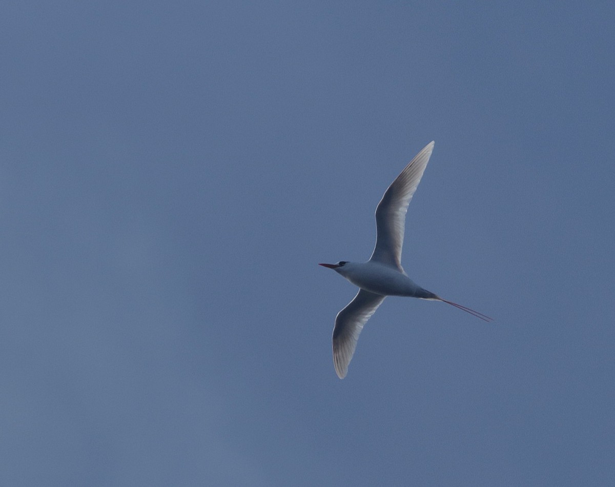 Red-tailed Tropicbird - ML612560763
