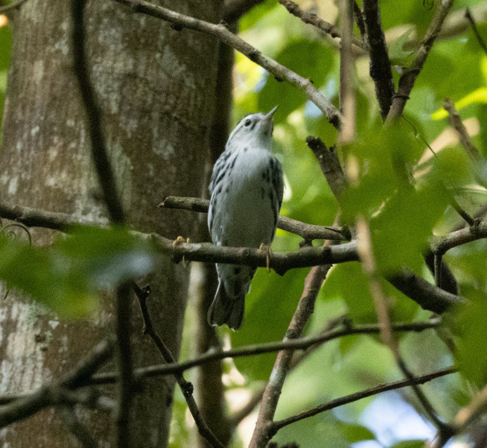 Black-and-white Warbler - ML612560843