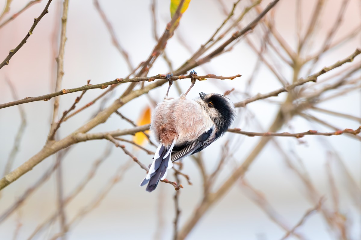 Long-tailed Tit - Aimar Hernández Merino