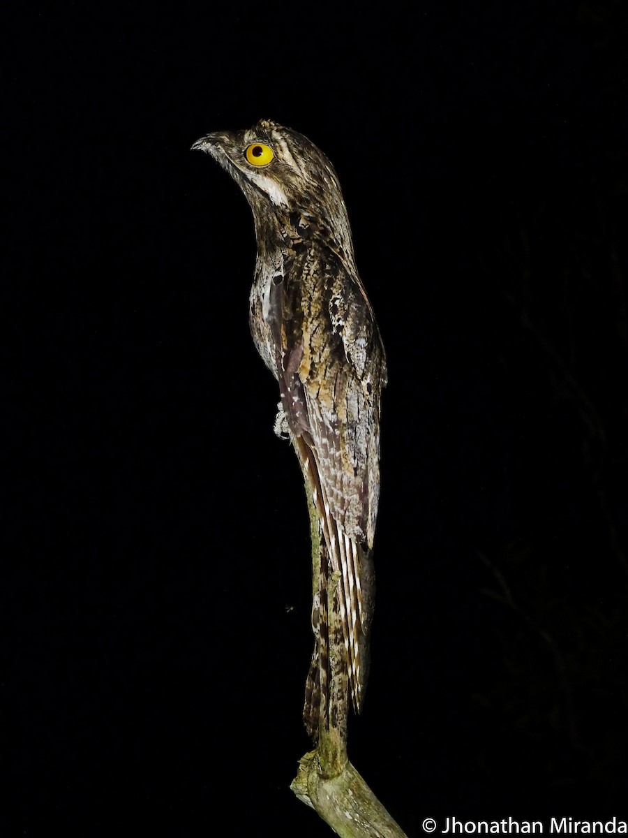 Common Potoo - ML61256101