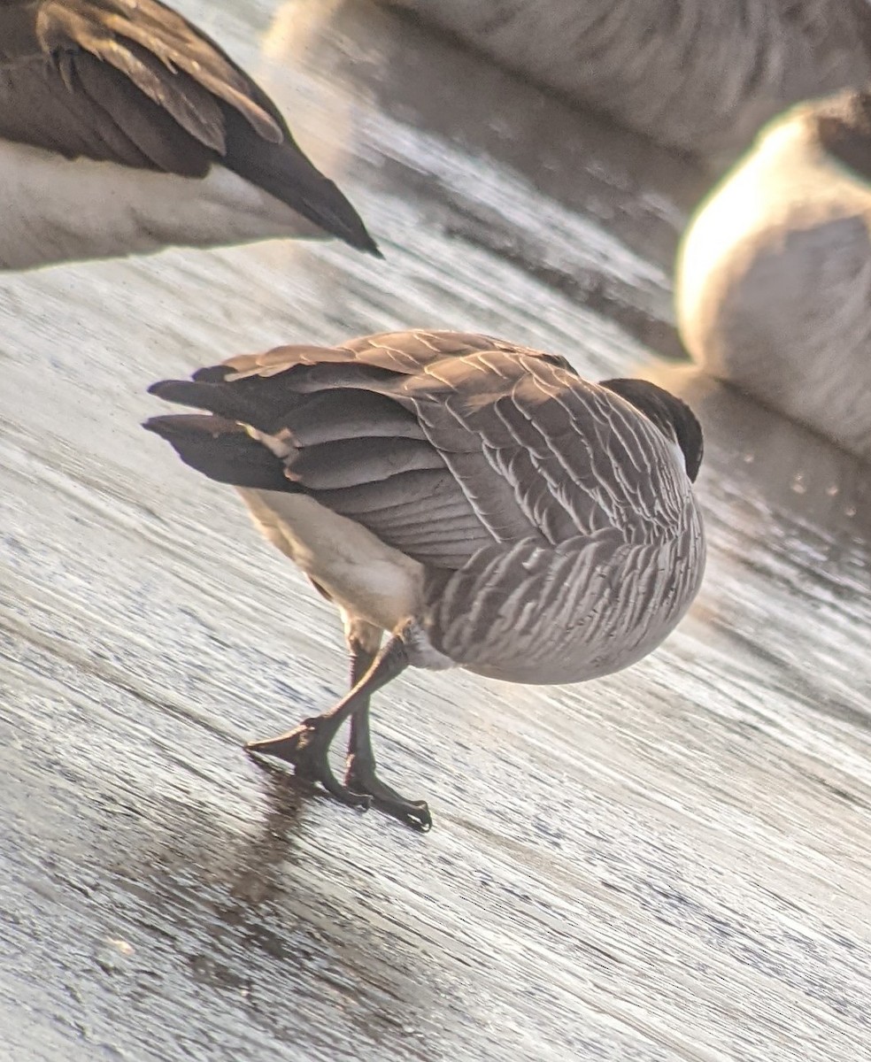 Cackling Goose (Richardson's) - ML612561012