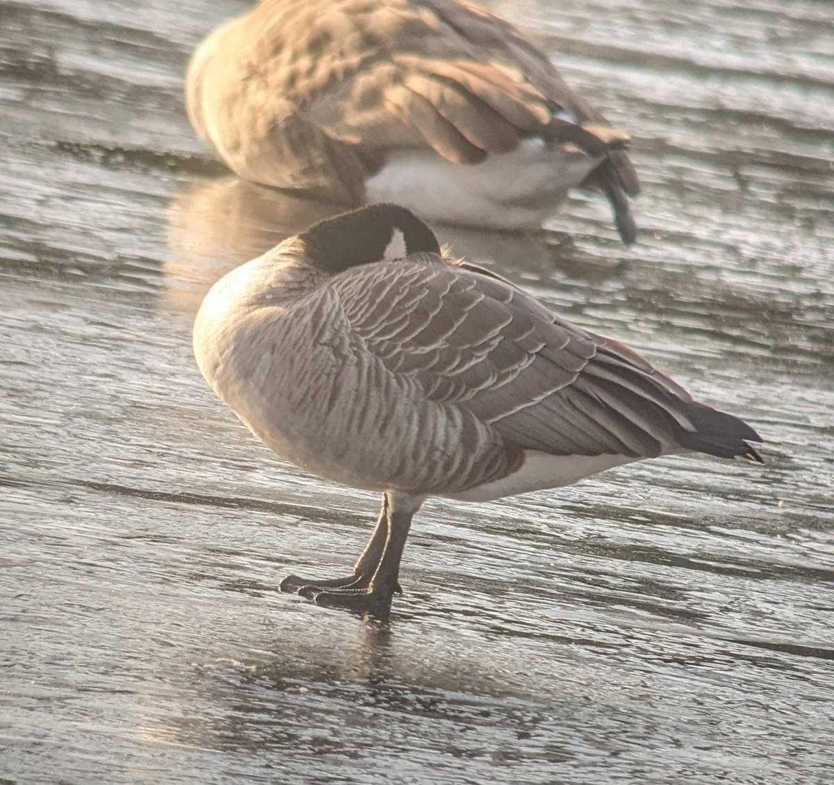 Cackling Goose (Richardson's) - ML612561013