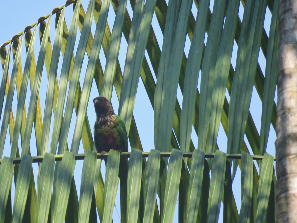 Red-fan Parrot - Sally Hill