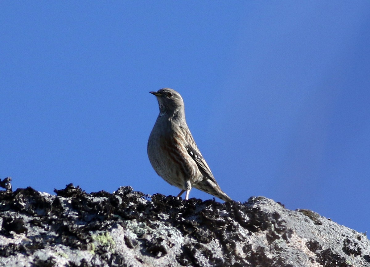 Alpine Accentor - ML612561033