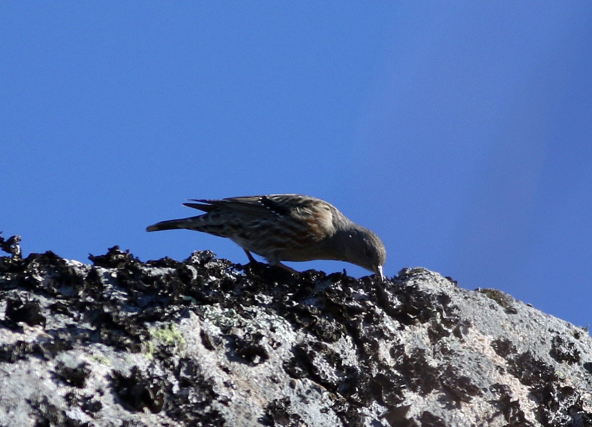 Alpine Accentor - ML612561040