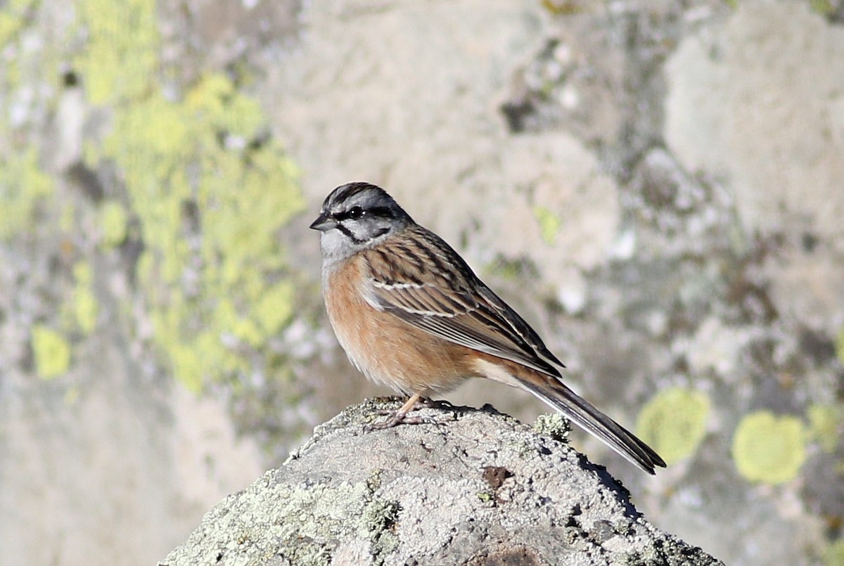 Rock Bunting - ML612561067