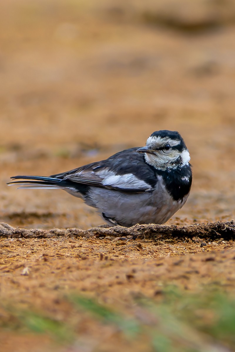 White Wagtail (ocularis/Black-backed) - Pam Valdivia