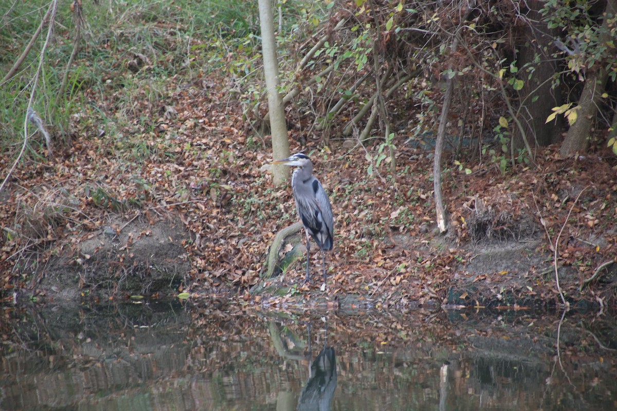 Garza Azulada - ML612561100