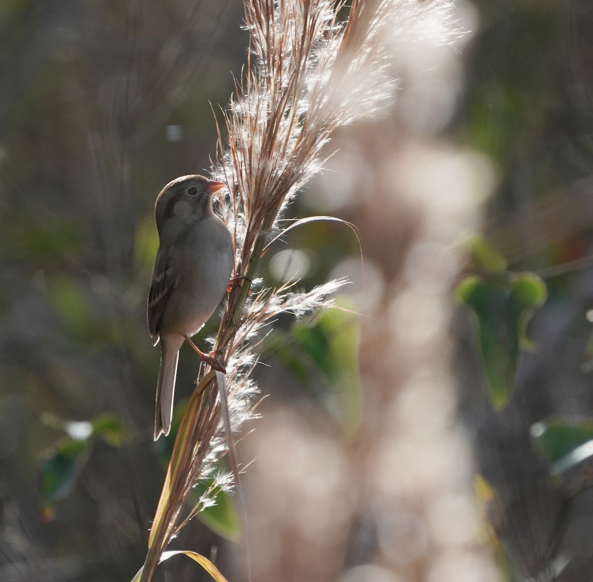Field Sparrow - ML612561115