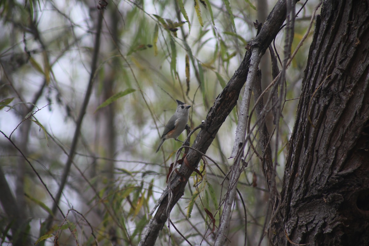 Black-crested Titmouse - ML612561121