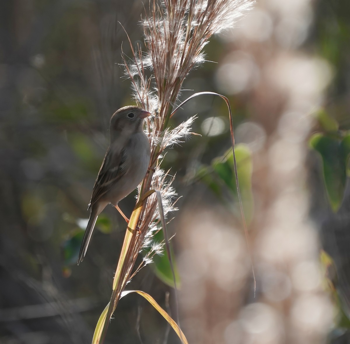 Field Sparrow - ML612561126