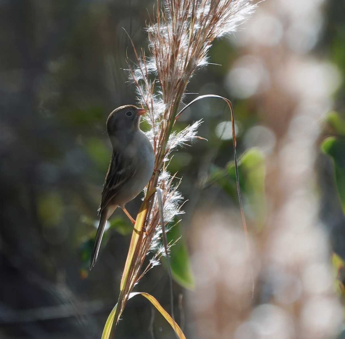 Field Sparrow - ML612561129
