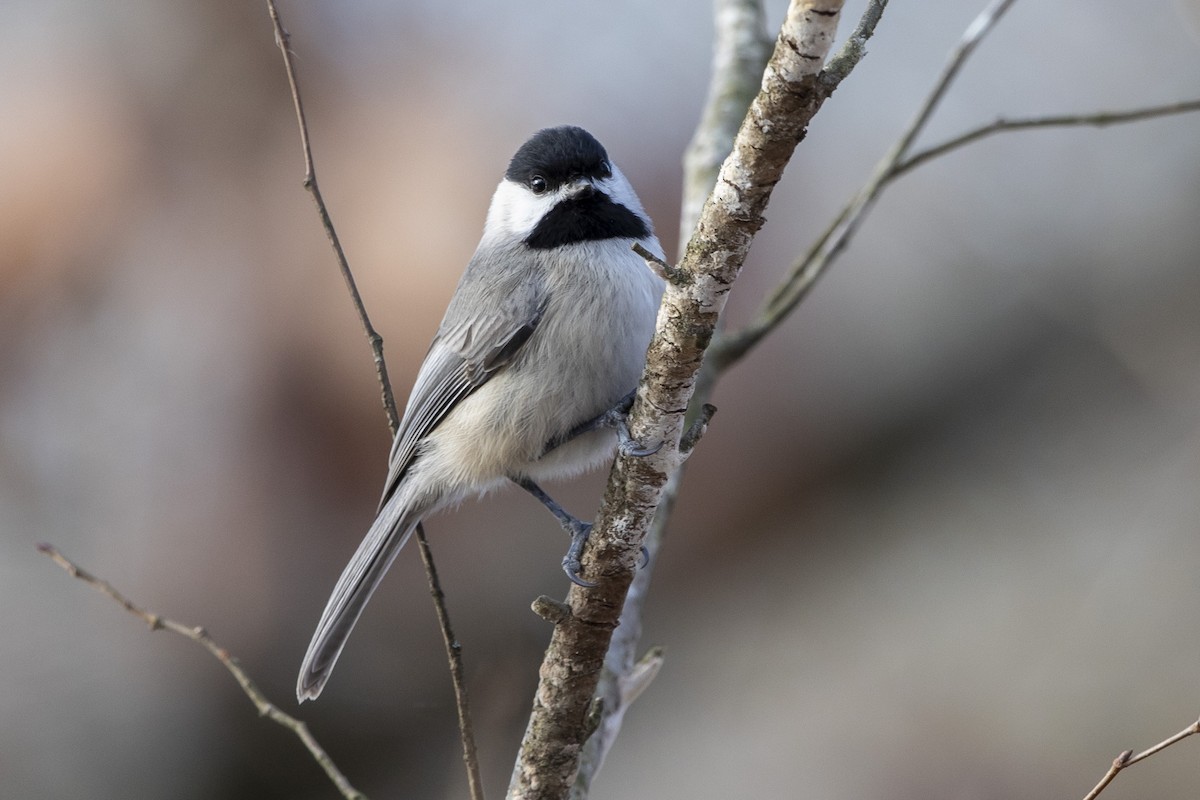 Carolina Chickadee - ML612561146