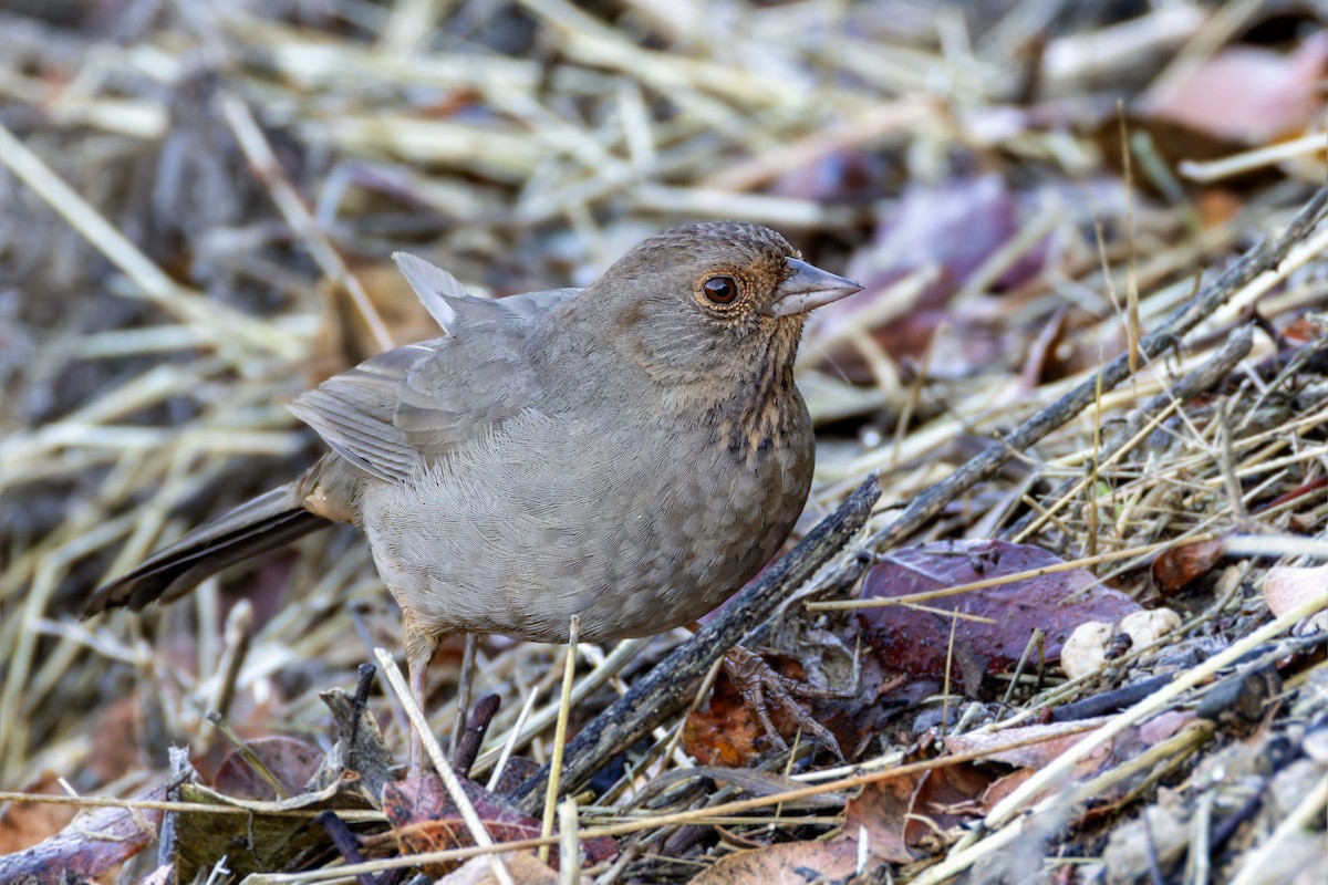 California Towhee - ML612561158