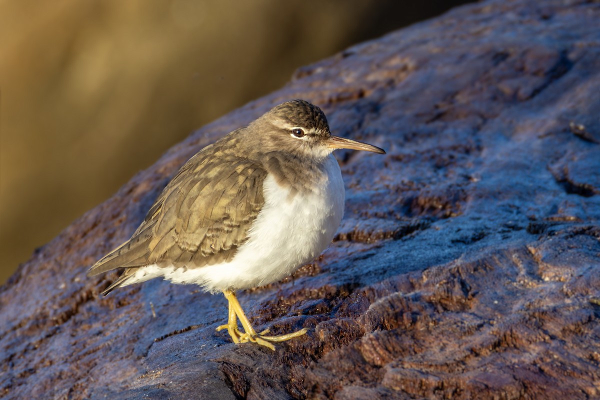 Spotted Sandpiper - ML612561167