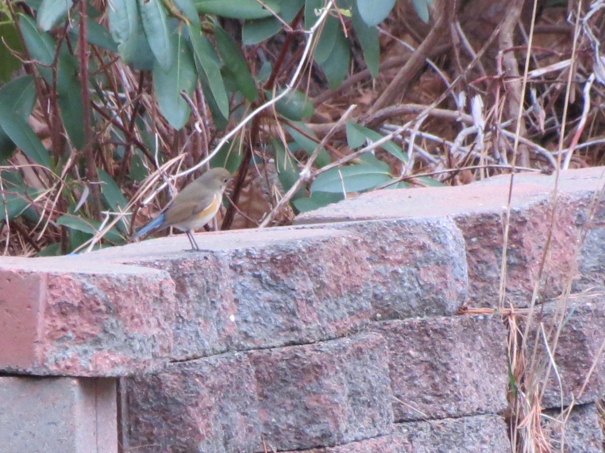 Red-flanked Bluetail - Katie Bird