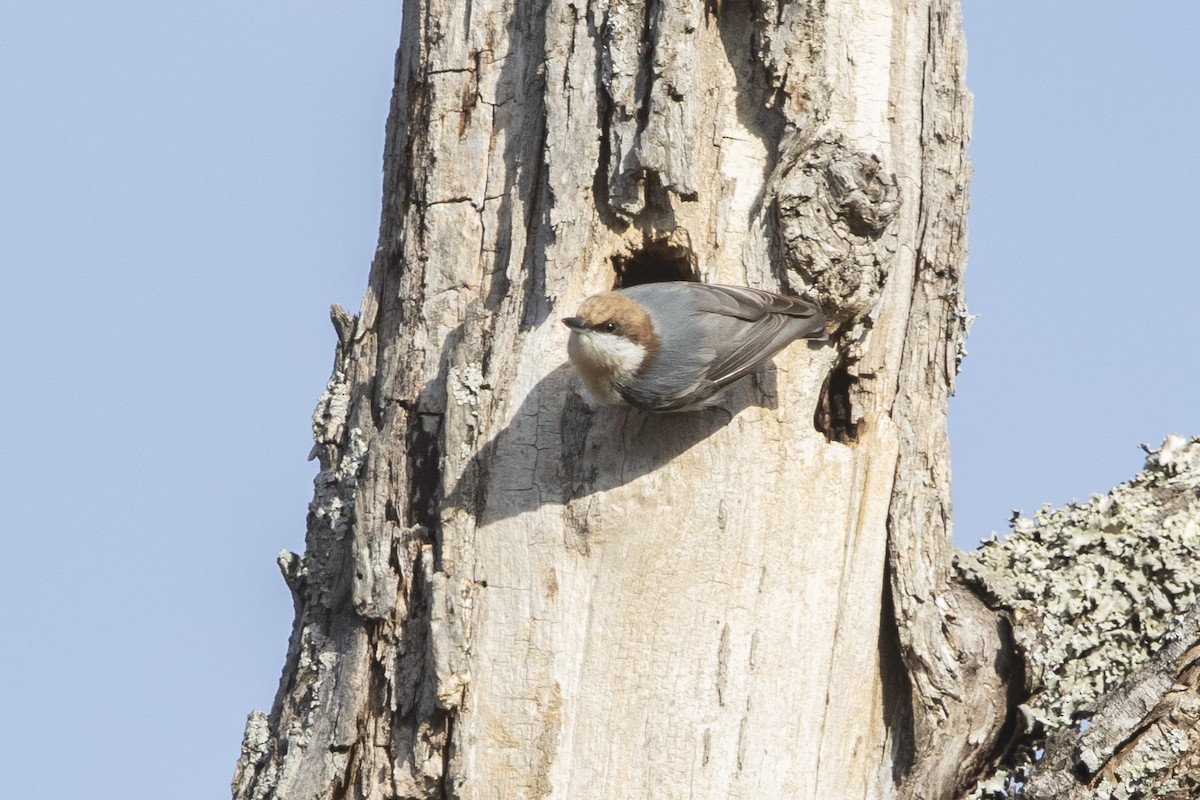 Brown-headed Nuthatch - John Troth