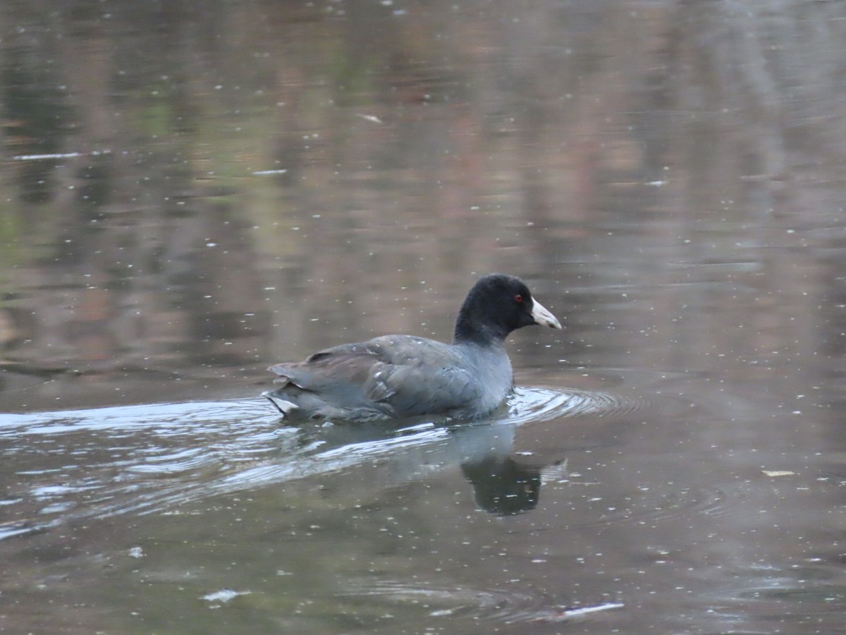 American Coot - Susan Harrison