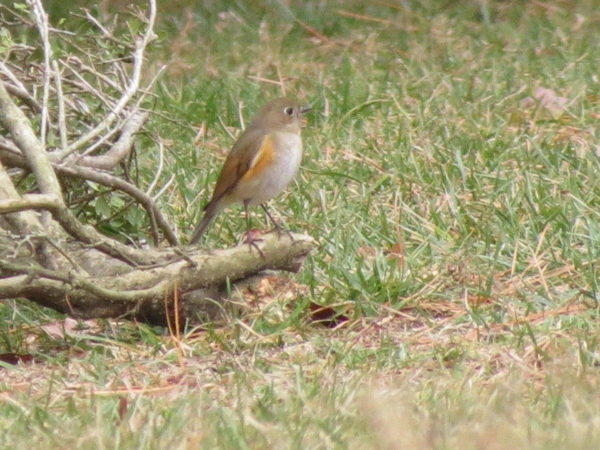 Red-flanked Bluetail - Katie Bird