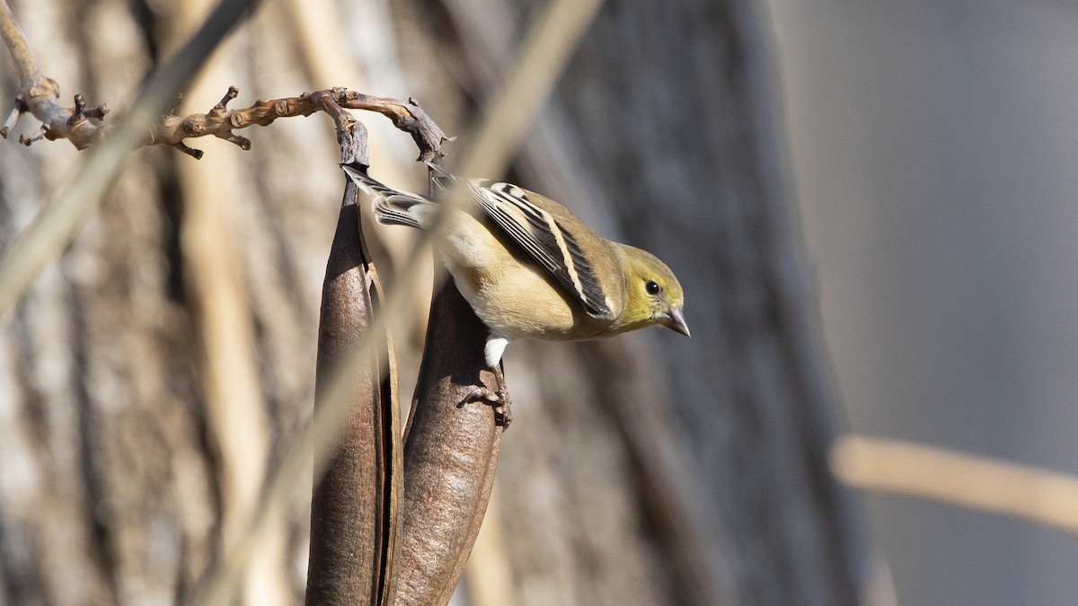 American Goldfinch - ML612561344