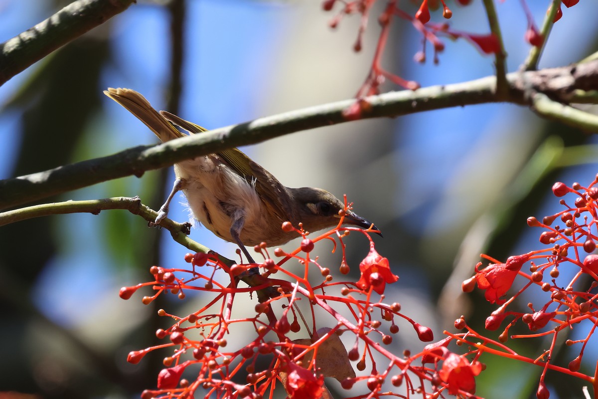 Brown Honeyeater - ML612561435