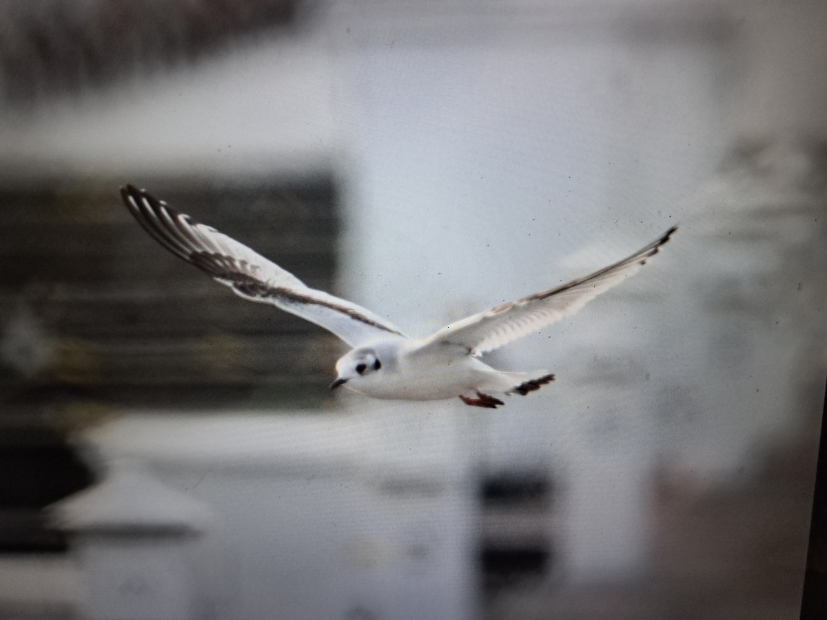 Mouette pygmée - ML612561580