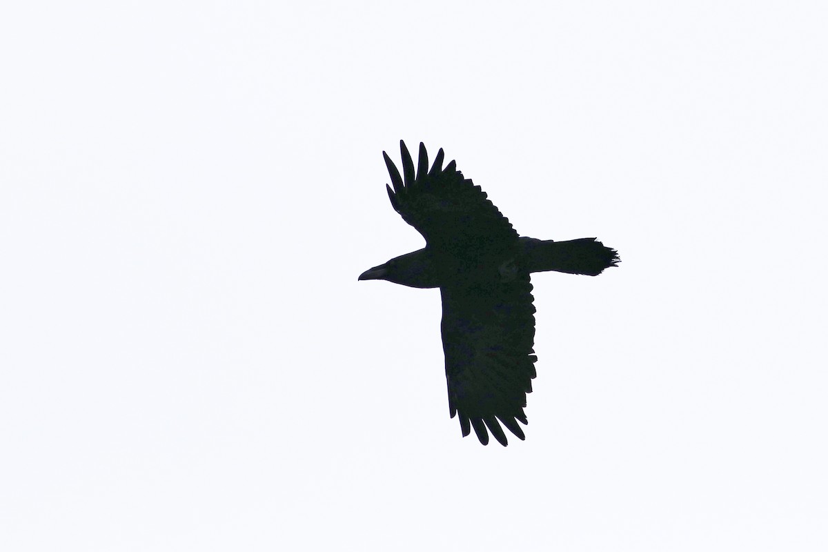 Common Raven - ML612561598