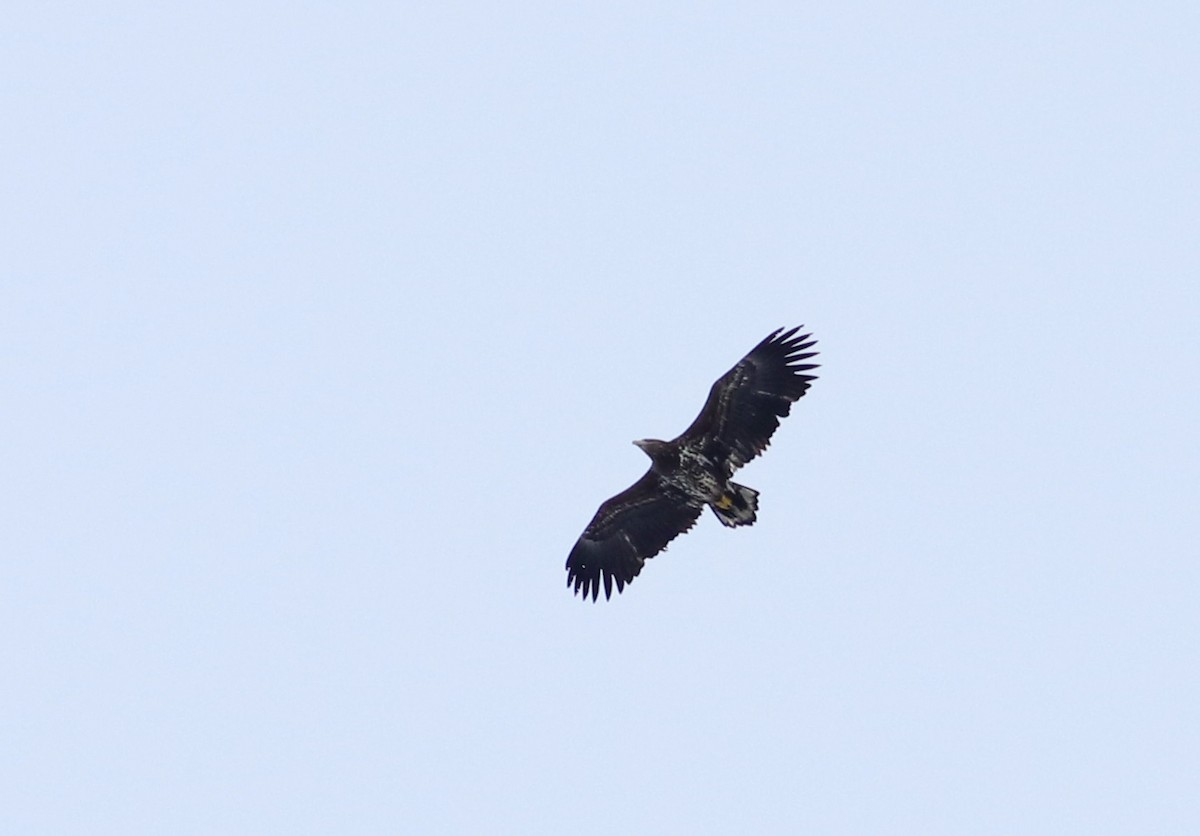 White-tailed Eagle - ML612561631