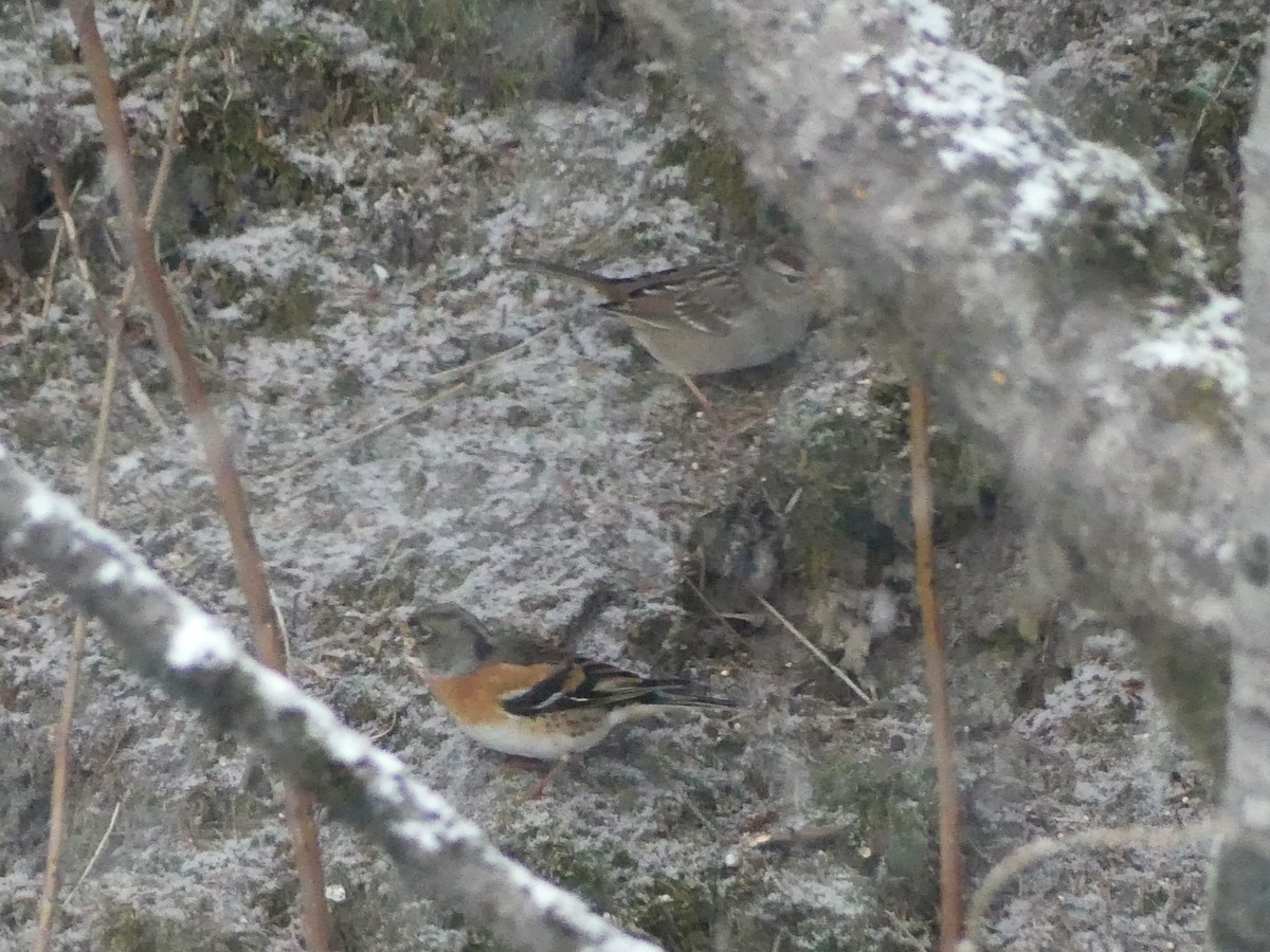 Brambling - ML612561640