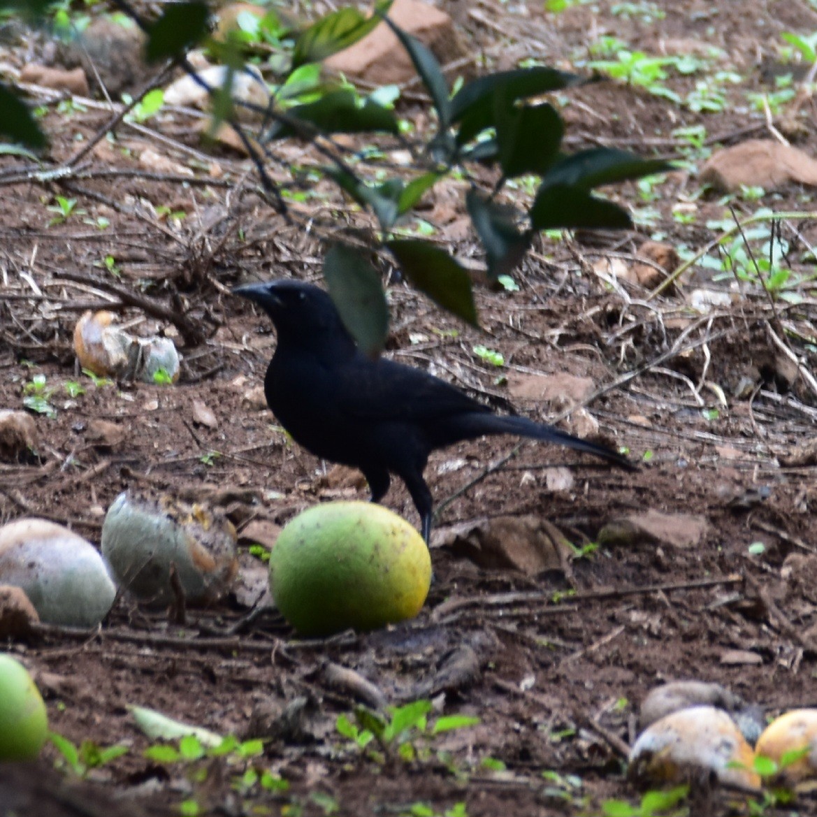 Melodious Blackbird - ML612561684