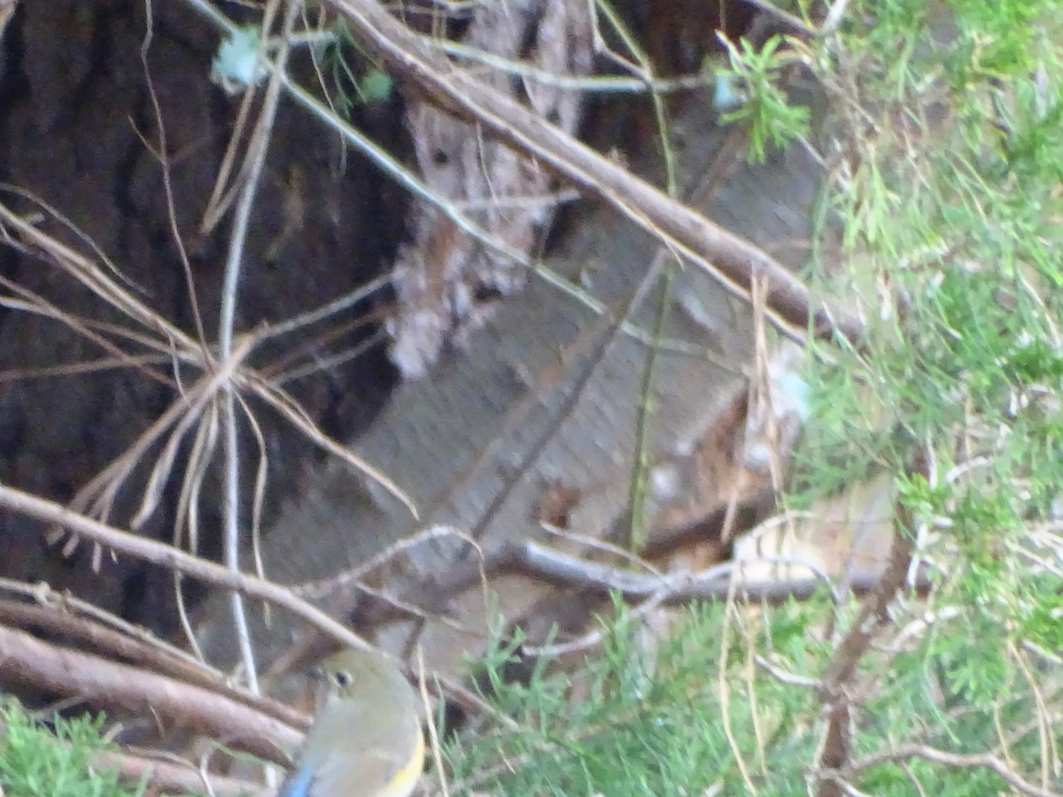 modruška tajgová (ssp. cyanurus) - ML612561692