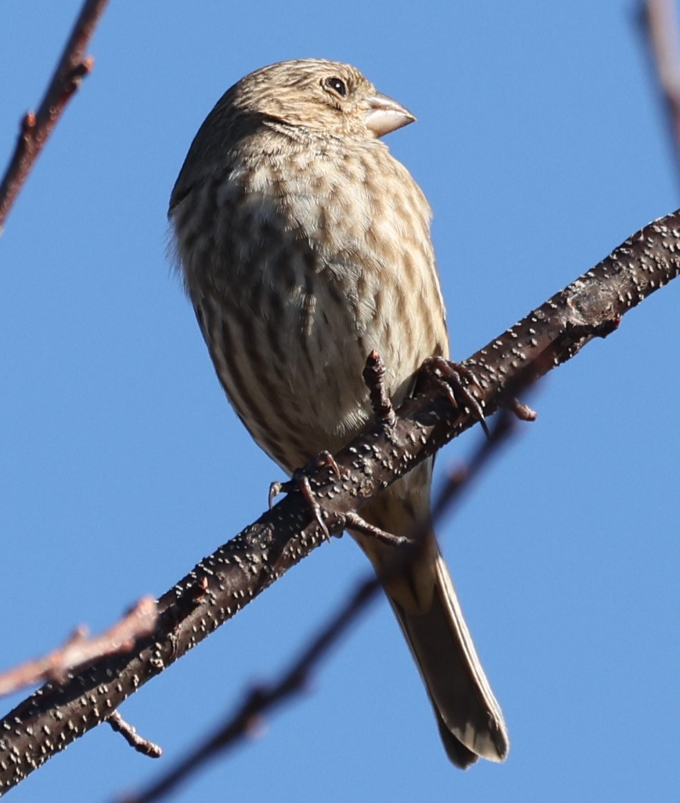 House Finch - ML612561704