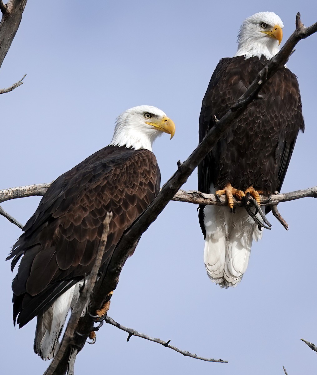 Weißkopf-Seeadler - ML612561720