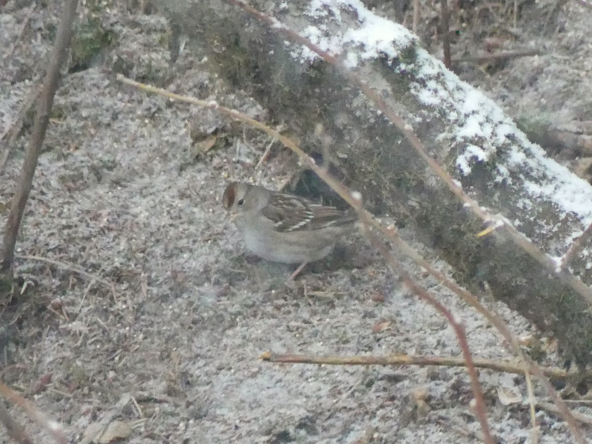 Bruant à couronne blanche - ML612561725