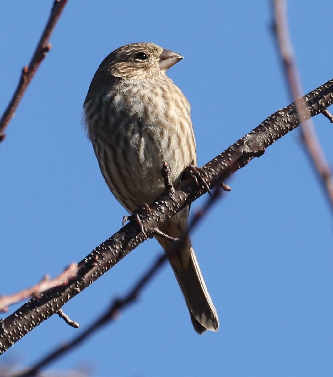 House Finch - ML612561737