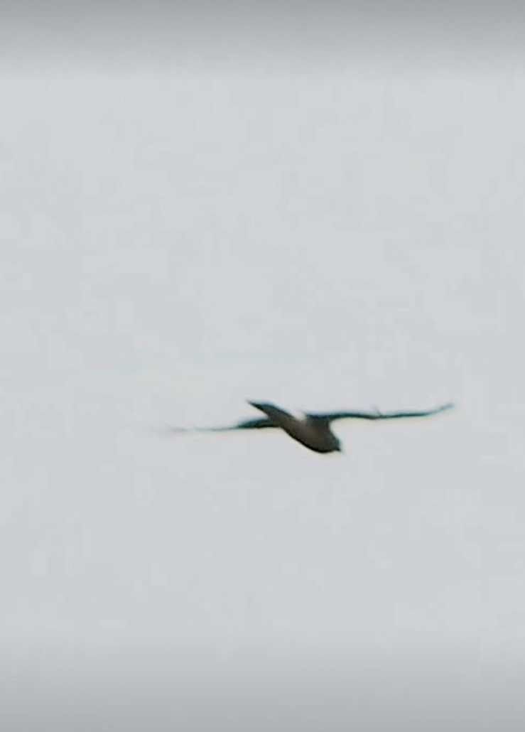 Cinereous Harrier - ML612561752