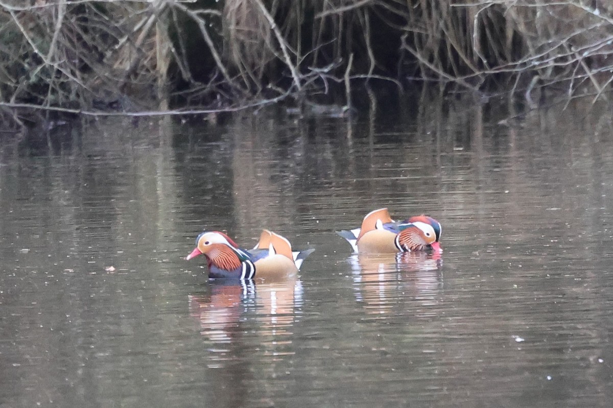 Mandarin Duck - ML612561778