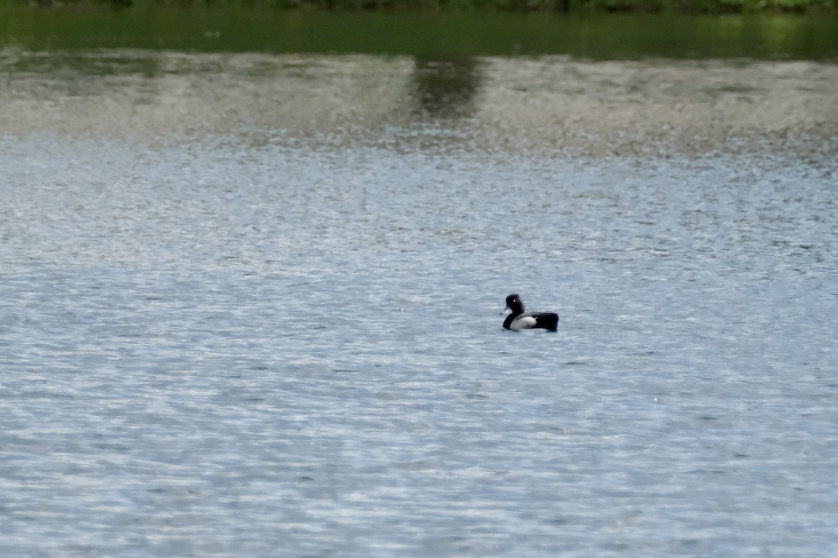 Lesser Scaup - ML612561837