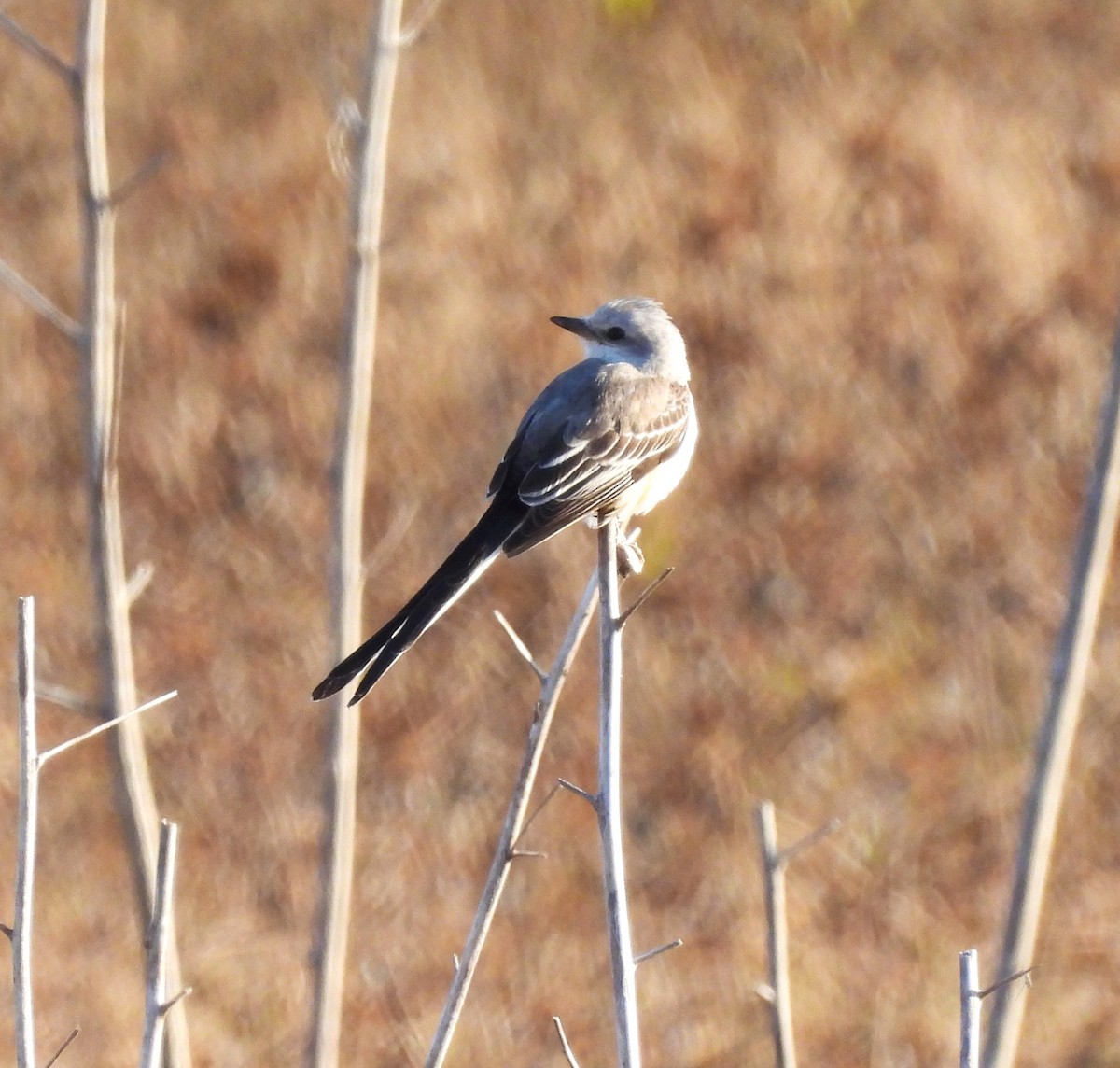 Scissor-tailed Flycatcher - ML612561855