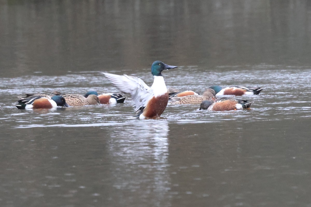 Northern Shoveler - ML612561858