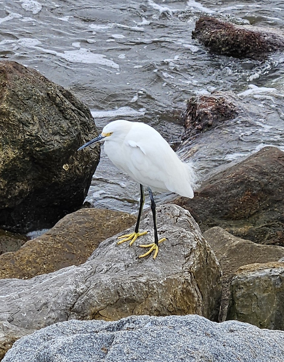 Snowy Egret - ML612561866