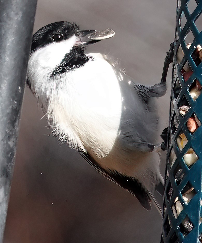 Black-capped Chickadee - ML612562068