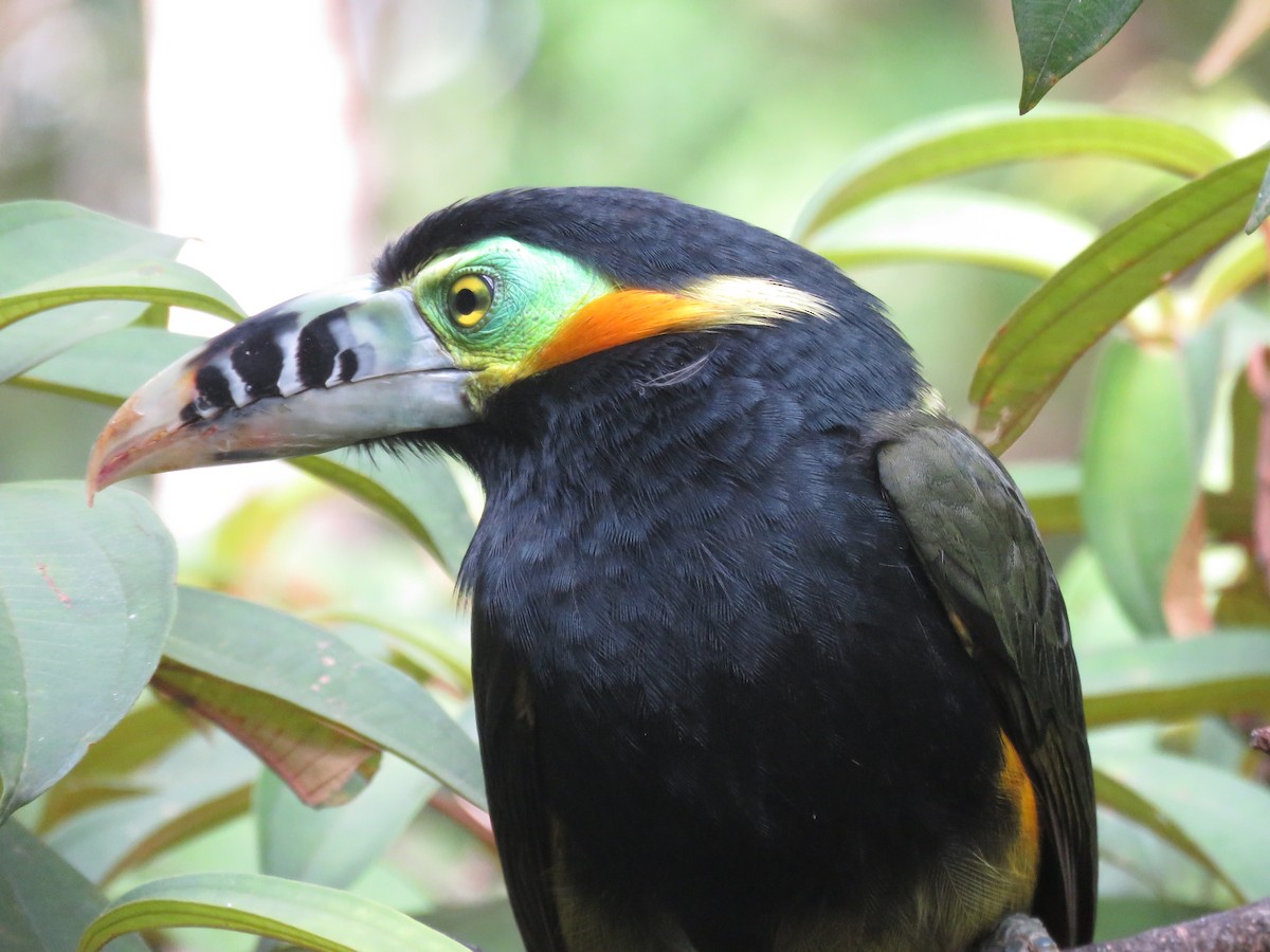 Spot-billed Toucanet - ML612562085