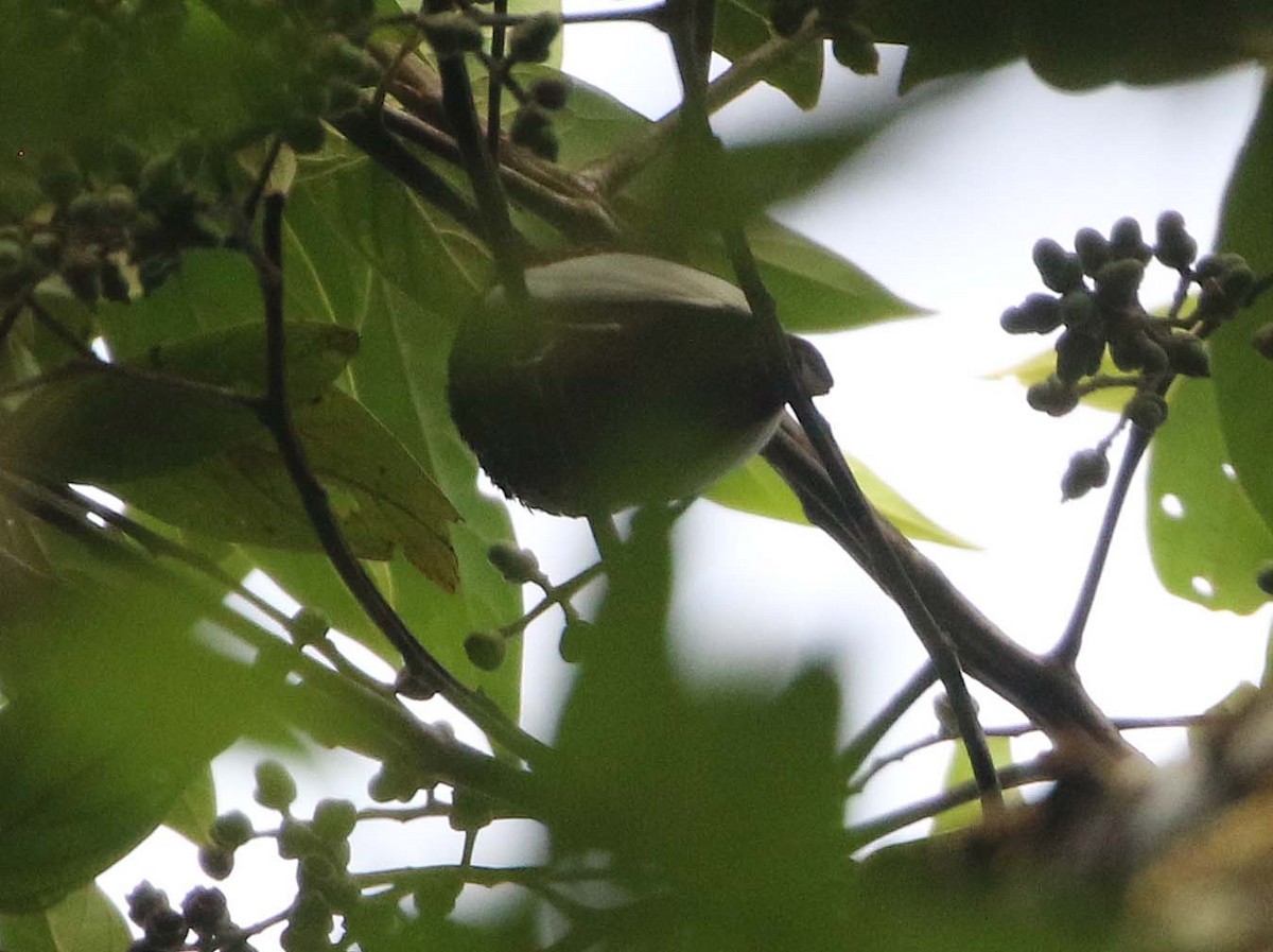 White-winged Cotinga - ML612562107